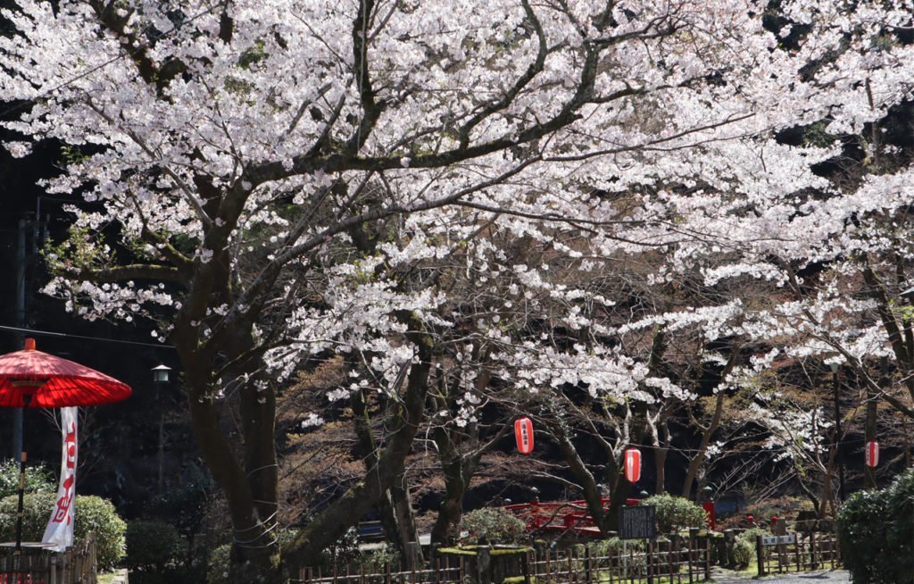 🏯 다이네이지 사찰(다이네이지) 이미지 5